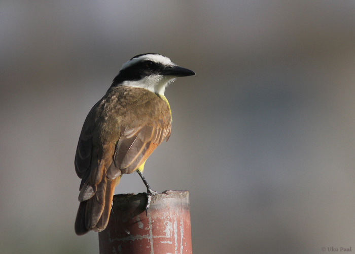 Pitangus sulphuratus
Tavaline asukas kultuurmaastikes

Panama, jaanuar 2014

UP
Keywords: great kiskadee