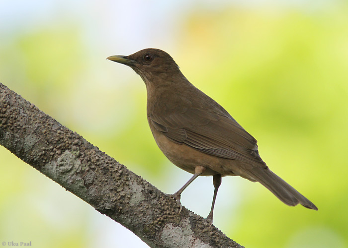 Aedrästas (Turdus grayi)
Tavaline liik, peamiselt asulates. 

Panama, jaanuar 2014

UP
Keywords: clay-coloured thrush