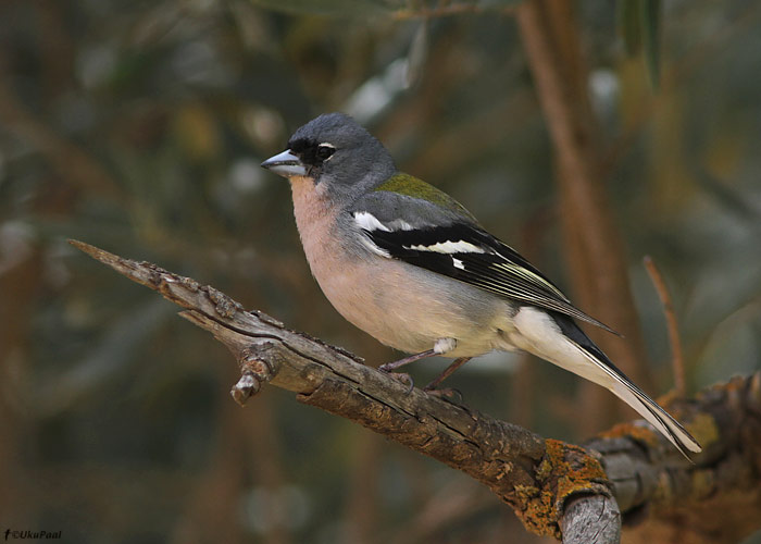 Metsvint (Fringilla coelebs africana)
Maroko, märts 2011. Tulevikus võidakse ka metsvindi alamliike splittama hakata.

UP
Keywords: chaffinch