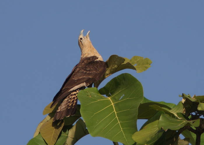 Helekarakaara (Milvago chimachima)
Panama, jaanuar 2014

Mariliis Märtson
Keywords: yellow-headed caracara