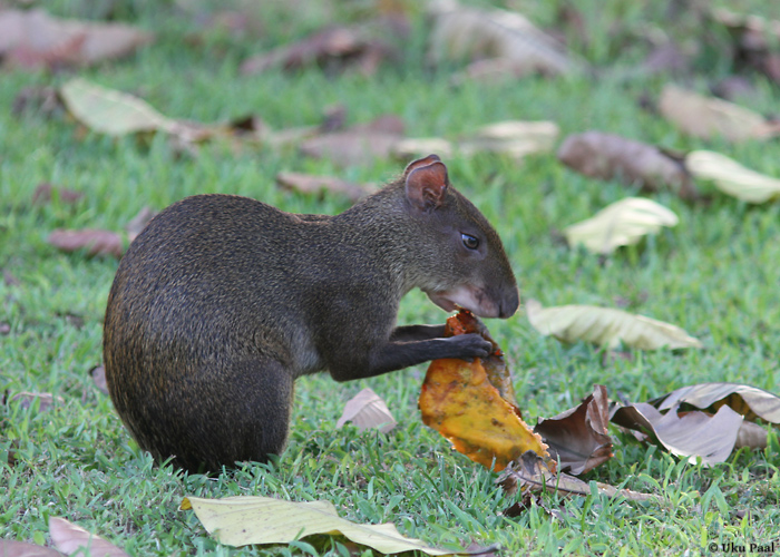 Agouti
Imetajatest kohtasime sagedamini just seda liiki.

Panama, jaanuar 2014

UP
Keywords: agouti