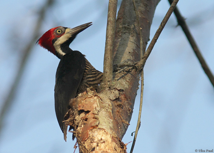 Vööt-musträhn (Dryocopus lineatus)
Panama, jaanuar 2014

UP
Keywords: lineated woodpecker