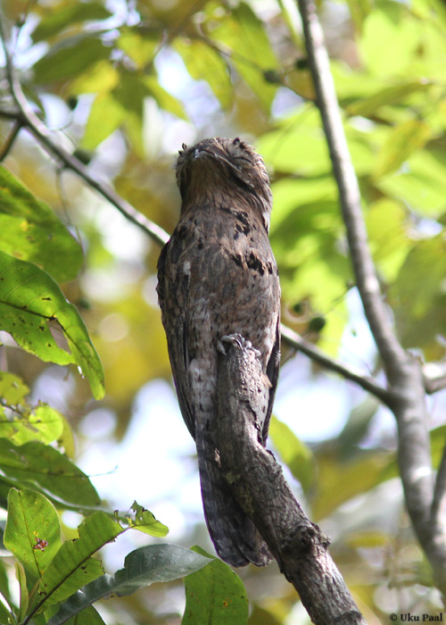 Hall-tüükasorr (Nyctibius griseus)
Ainuke tüükasorr nähtud kohalike pargivalvurite abiga. See liik suudab uskumatult hästi maastikku sulanduda.

Panama, jaanuar 2014

UP
Keywords: common potoo