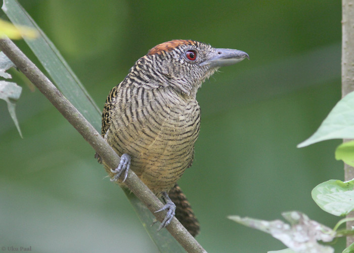 Cymbilaimus lineatus
Panama, jaanuar 2014

UP
Keywords: fasciated antshrike