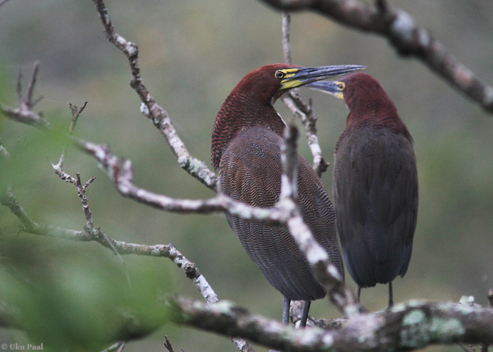 Soo-tiigerhüüp (Tigrisoma lineatum)
Panama, jaanuar 2014

UP
Keywords: rufescent tiger heron