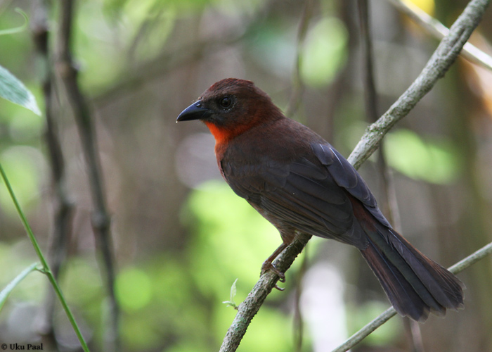 Habia fuscicauda
Panama, jaanuar 2014

UP
Keywords: red-throated ant-tanager