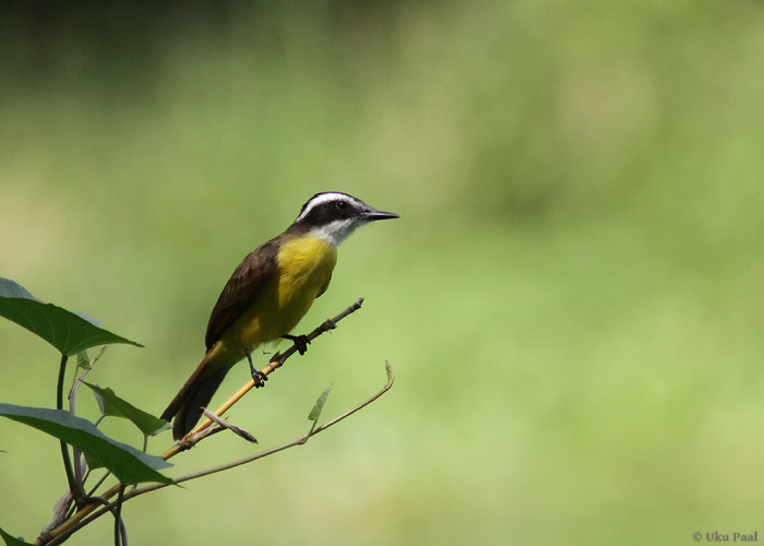 Philohydor lictor
Panama, jaanuar 2014

UP
Keywords: lesser kiskadee