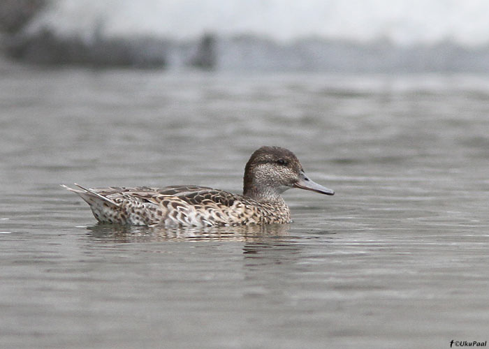 Ameerika piilpart (Anas carolinensis)
Madeira, august 2011. See lind on Madeiral olnud juba kolm aastat.

UP
Keywords: green-winged teal