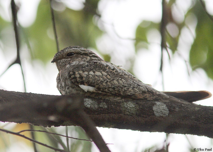 Paurake-öösorr (Nyctidromus albicollis)
Panama, jaanuar 2014

UP
Keywords: common pauraque