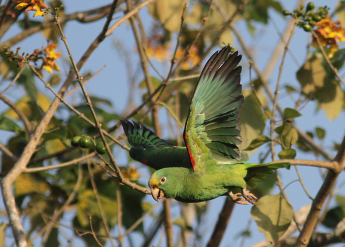 Kuldkiird-amatsoonpapagoi (Amazona ochrocephala)
Panama, jaanuar 2014

UP
Keywords: yellow crowned parrot