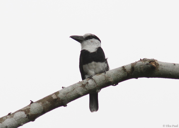 Lumipea-puhvlind (Notharchus hyperrhynchus)
Panama, jaanuar 2014

UP
Keywords: white-necked puffbird