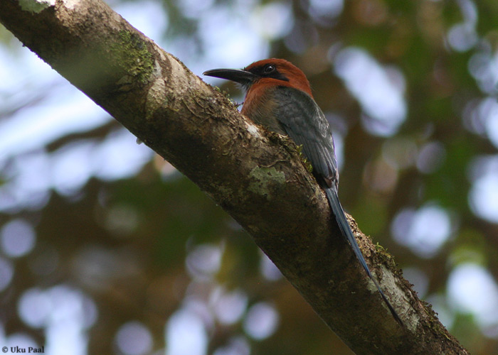 Selvamotmot (Electron platyrhynchum)
Panama, jaanuar 2014

Mariliis Märtson
Keywords: broad-billed motmot