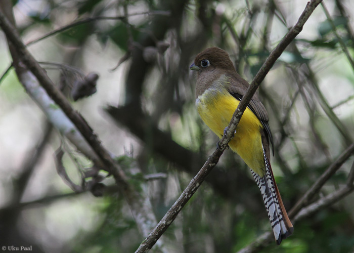 Vile-järanokk (Trogon rufus)
Panama, jaanuar 2014

UP
Keywords: black-throated trogon