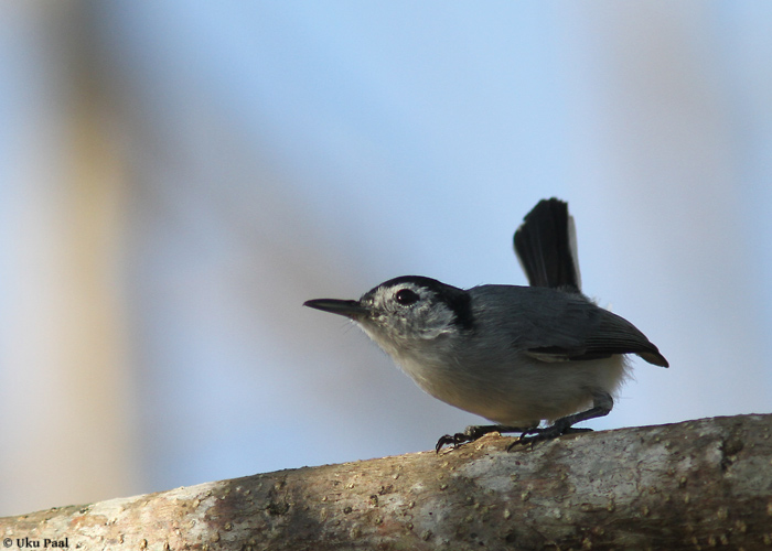 Polioptila plumbea
Panama, jaanuar 2014

UP
Keywords: tropical gnatcatcher