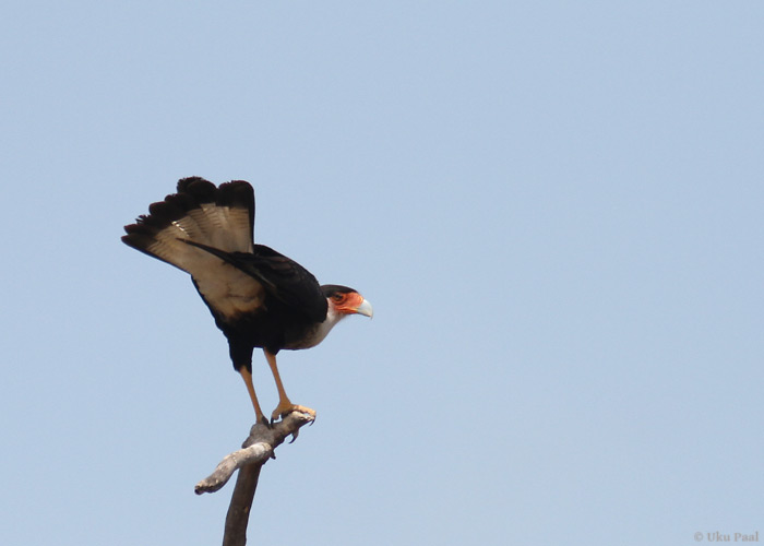 Tuttkarakaara (Caracara plancus)
Panama, jaanuar 2014

UP
Keywords: crested caracara