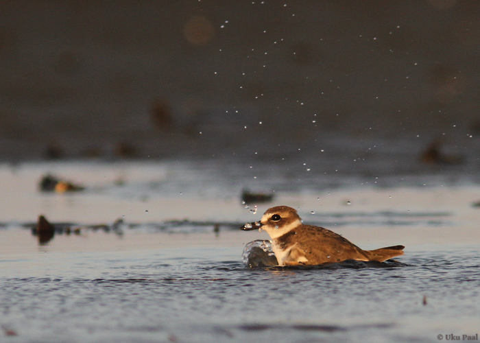 Krabitüll (Charadrius wilsonia)
Panama, jaanuar 2014

UP
Keywords: wilson&#039;s plover