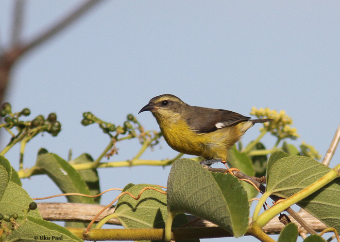 Coereba flaveola
Panama, jaanuar 2014

UP
Keywords: bananaquit