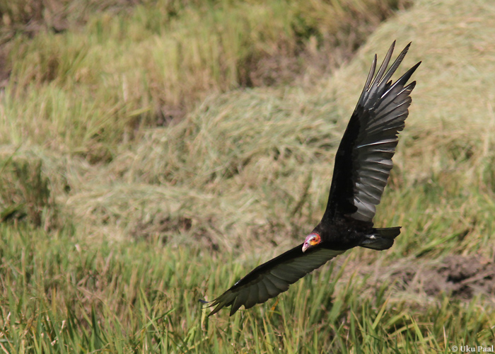 Rohtlakondor (Cathartes burrovianus)
Panama, jaanuar 2014

UP
Keywords: lesser yellow-headed vulture