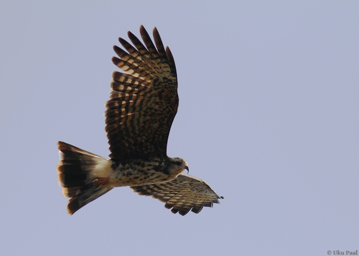 Teohaugas (Rostrhamus sociabilis)
Panama, jaanuar 2014

UP
Keywords: snail kite