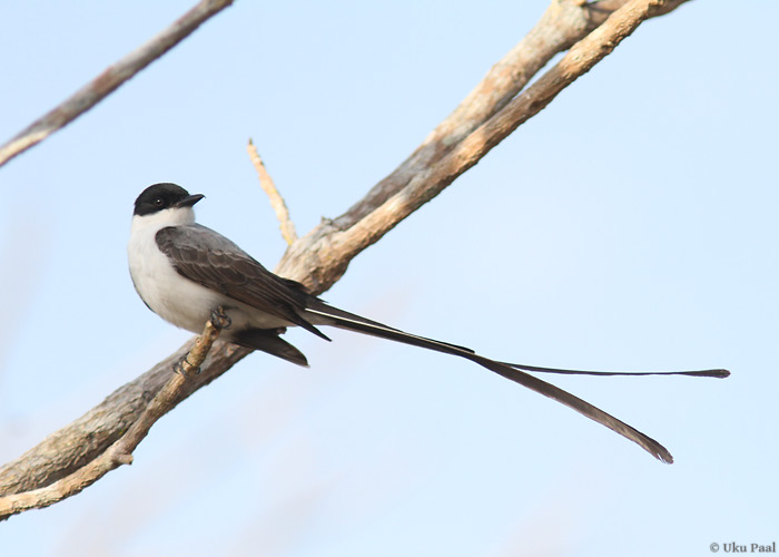 Lõhissaba-tikat (Tyrannus savana)
Panama, jaanuar 2014

UP
Keywords: fork-tailed flycatcher