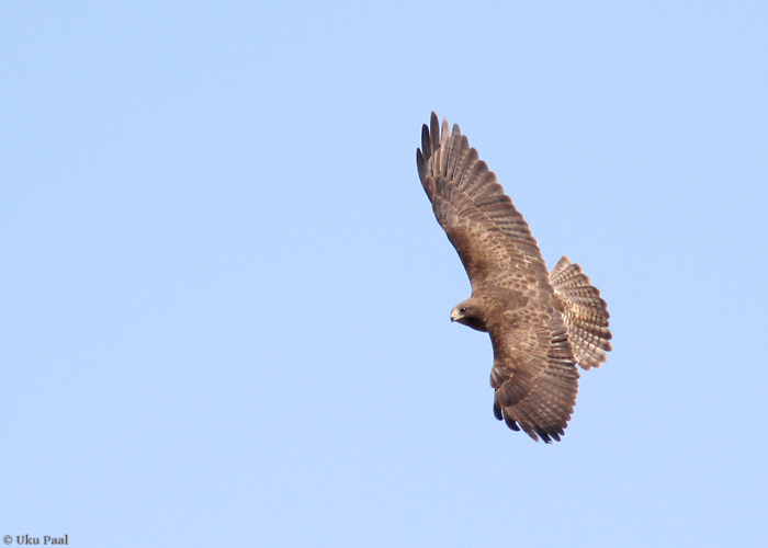 Linnuviu (Buteo brachyurus)
Panama, jaanuar 2014

UP
Keywords: short-tailed hawk