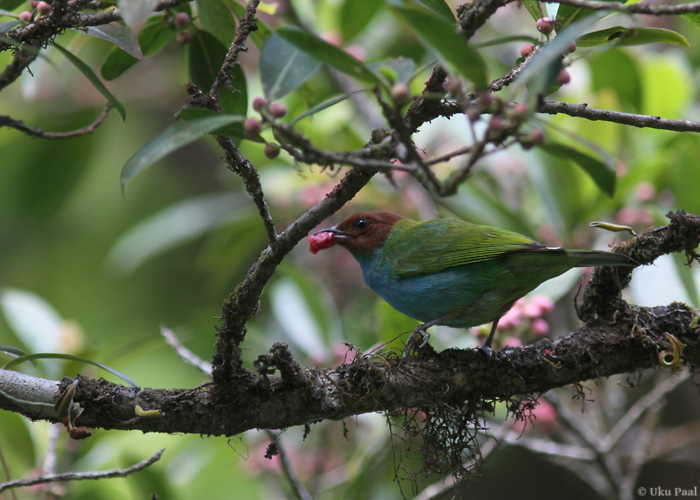 Tangara gyrola
Panama, jaanuar 2014

UP
Keywords: Bay-headed Tanager