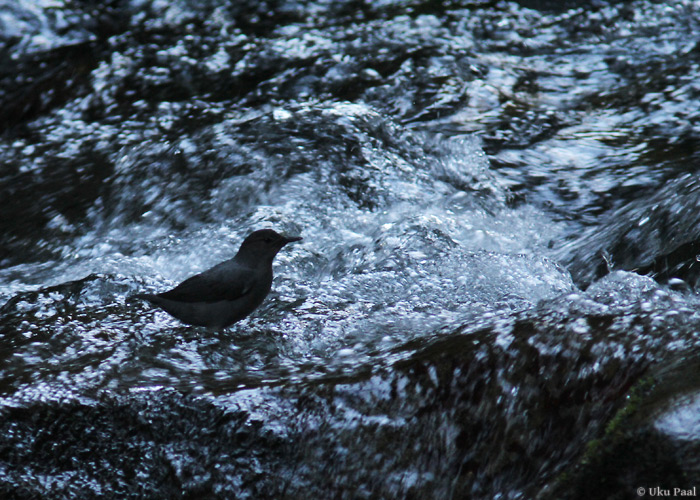 Hall-vesipapp (Cinclus mexicanus)
Panama, jaanuar 2014

UP
Keywords: american dipper