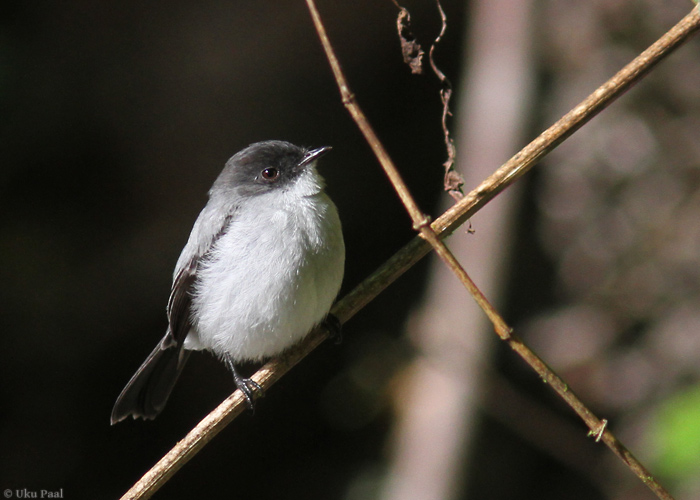 Kärestikutikat (Serpophaga cinerea)
Nagu nimigi ütleb, tegutseb see liik kiirevooluliste jõgede ääres. 

Panama, jaanuar 2014

UP
Keywords: torrent tyrannulet