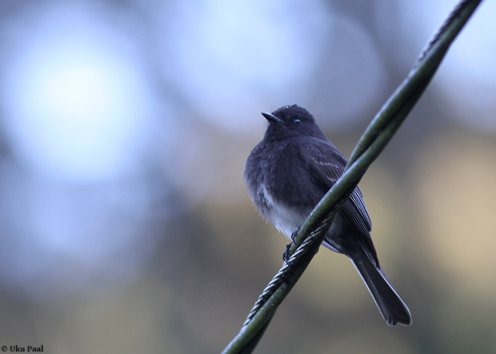 Sayornis nigricans
Panama, jaanuar 2014

UP
Keywords: black phoebe