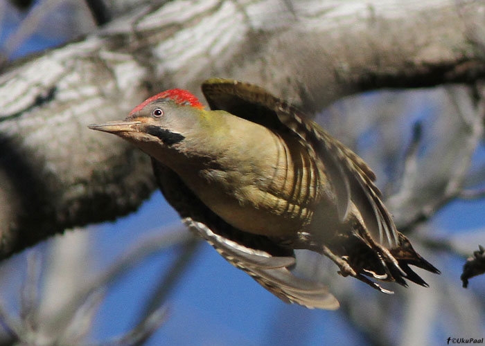 Aafrika roherähn (Picus vaillantii)
Maroko, märts 2011

UP
Keywords: Levaillant's Green Woodpecker 