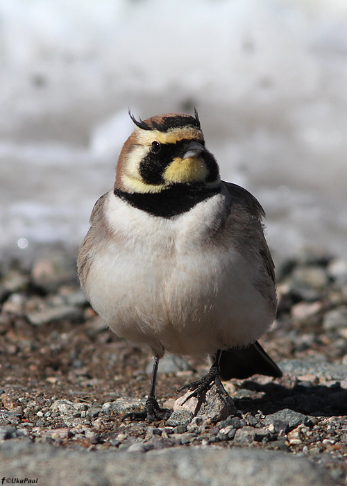 Sarviklõoke (Eremophila alpestris atlas)
Maroko, märts 2011

UP
Keywords: shorelark