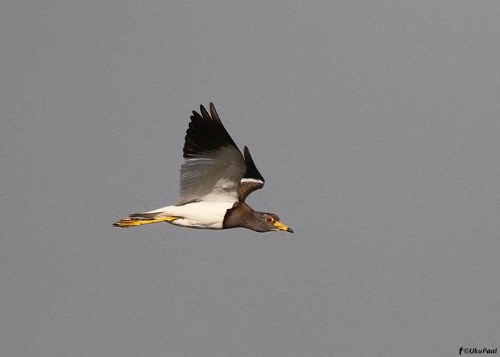 Hallpea-kiivitaja (Vanellus cinereus)
Taimaa, jaanuar 2012

UP
Keywords: grey-headed lapwing