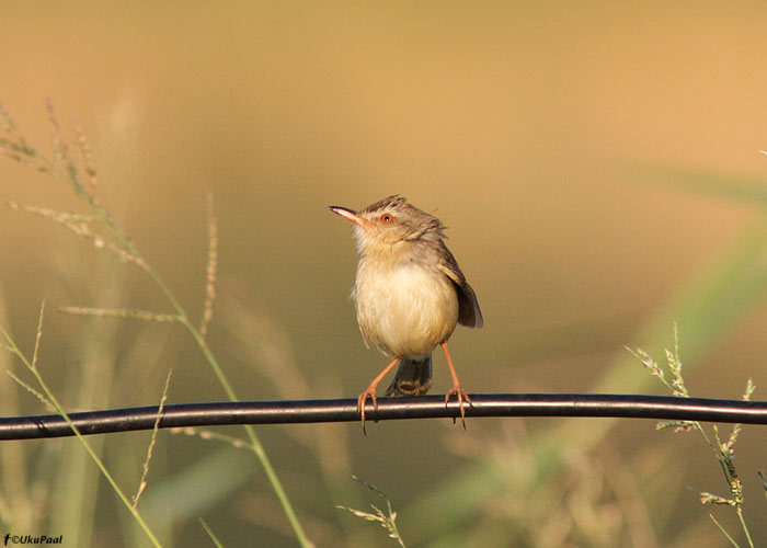 Prinia inornata
Taimaa, jaanuar 2012

UP
Keywords: plain prinia