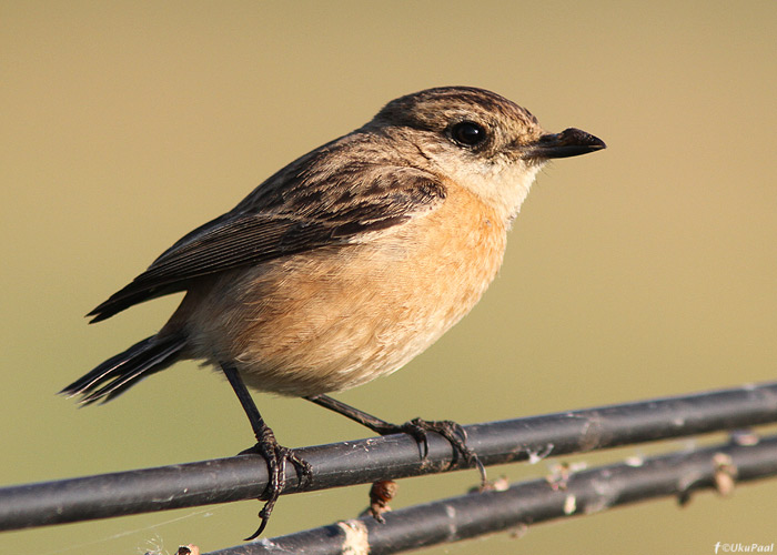 Niidu-kaelustäks (Saxicola maurus)
Taimaa, jaanuar 2012

UP
Keywords: eastern stonechat