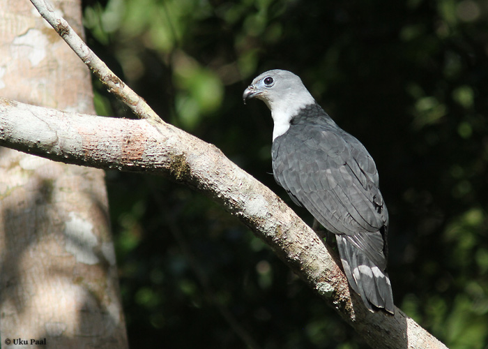 Valjashaugas (Leptodon cayanensis)
Panama, jaanuar 2014

UP
Keywords: grey-headed kite