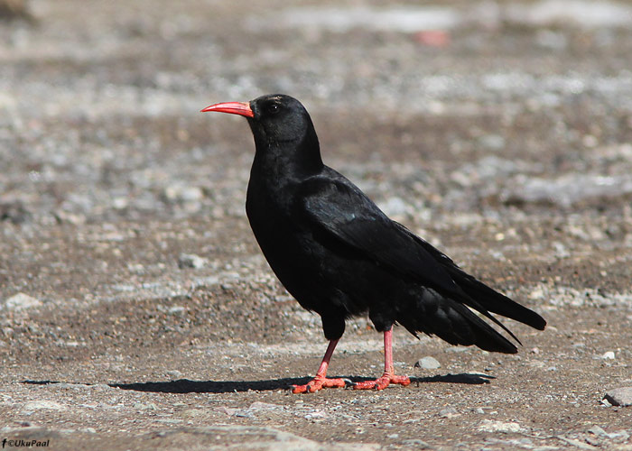 Kaljuhakk (Pyrrhocorax pyrrhocorax)
Oukaimeden, Maroko, märts 2011

UP
Keywords: red-billed cough