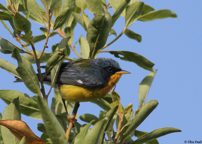 Bromeeliasäälik (Parula pitiayumi)
Panama, jaanuar 2014

UP
Keywords: tropical parula