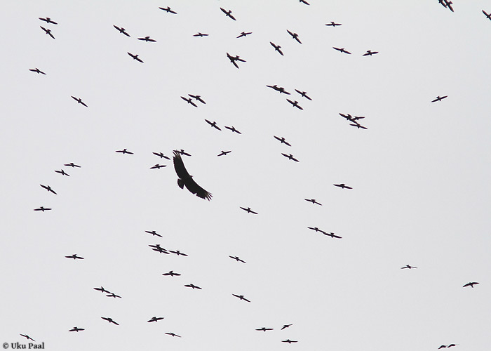 Kaelus-kosepiiritaja (Streptoprocne zonaris)
Panama, jaanuar 2014

UP
Keywords: white-collared swift