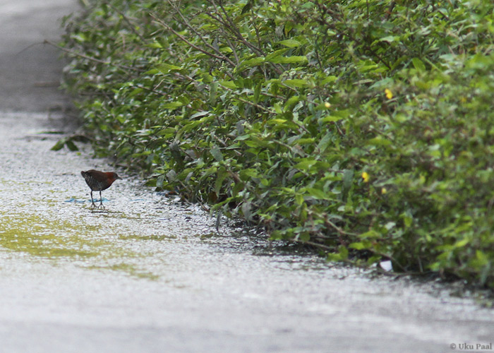 Kolumbia pisiruik (Laterallus albigularis)
Panama, jaanuar 2014

UP
Keywords: white-throated crake