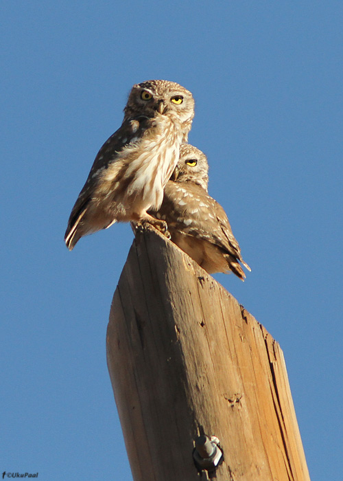 Kivikakk (Athene noctua)
Maroko, märts 2011

UP
Keywords: little owl