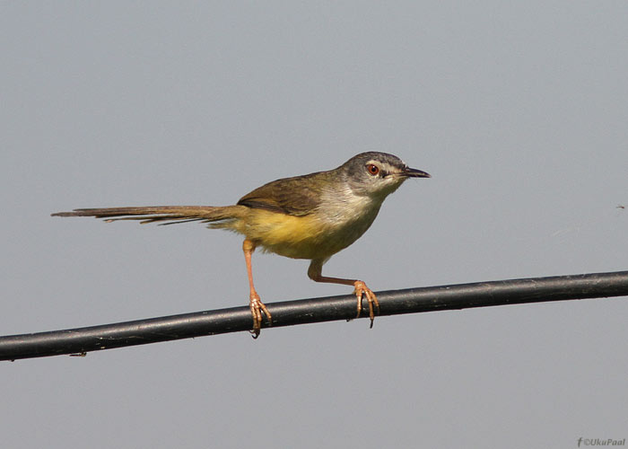 Prinia flaviventris
Taimaa, jaanuar 2012
Keywords: yellow-bellied prinia