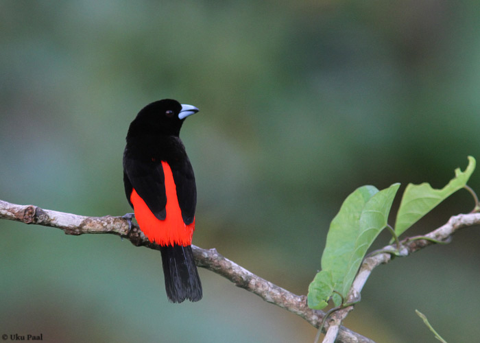 Punaselg-tangara (Ramphocelus passerinii)
Panama, jaanuar 2014

UP
Keywords: Passerini&#039;s tanager