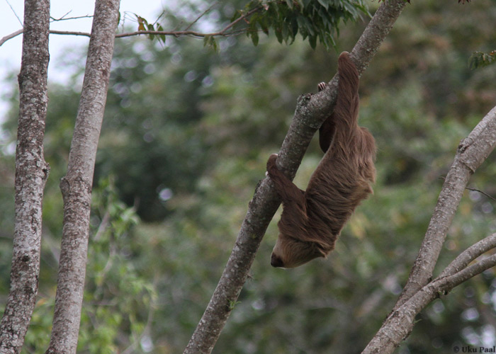 Laiskloom
Panama, jaanuar 2014

UP
