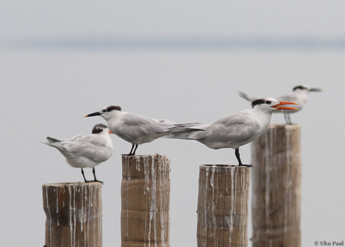 Panama, jaanuar 2014

UP
Keywords: sandwich tern