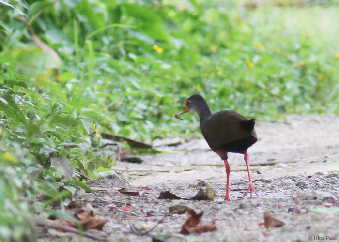 Hallkael-võsaruik (Aramides cajanea)
Panama, jaanuar 2014

UP
Keywords: grey-necked wood-rail