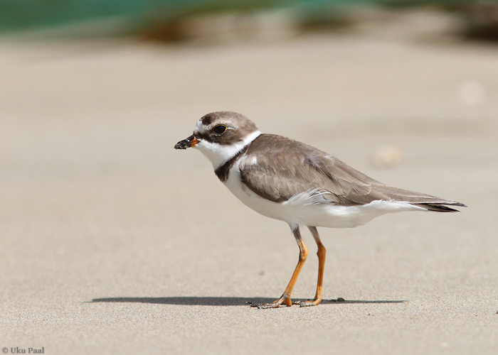 Ameerika tundratüll (Charadrius semipalmatus)
Panama, jaanuar 2014

UP
Keywords: semipalmated plover