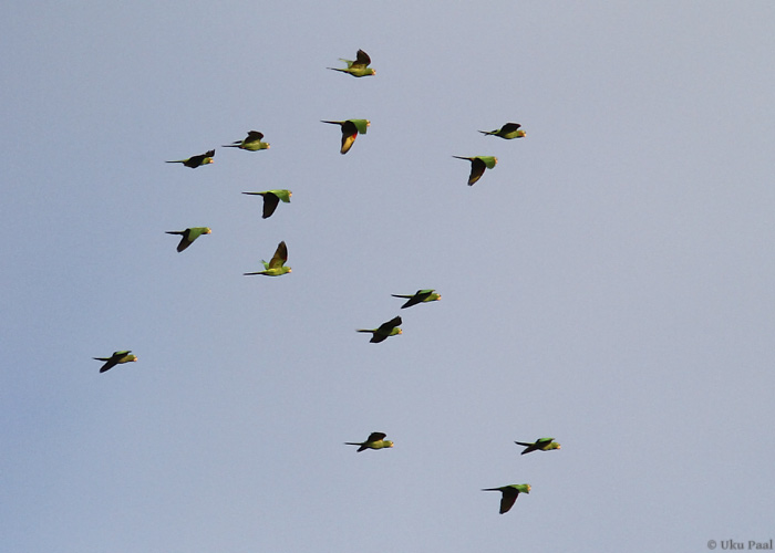 Kostariika aratinga (Aratinga finschi)
Panama, jaanuar 2014

UP
Keywords: crimson-fronted parakeet