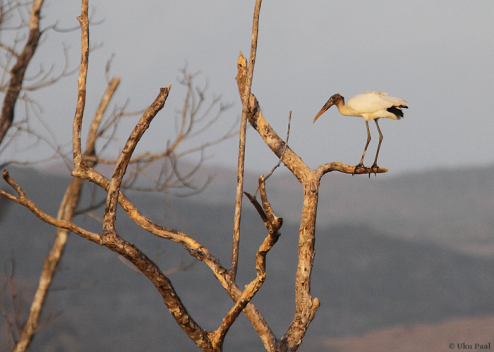 Muda-toonekurg (Mycteria americana)
Panama, jaanuar 2014

UP
Keywords: wood stork