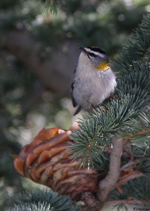 Lääne-pöialpoiss (Regulus ignicapillus balearica)
Maroko, märts 2011

UP
Keywords: firecrest