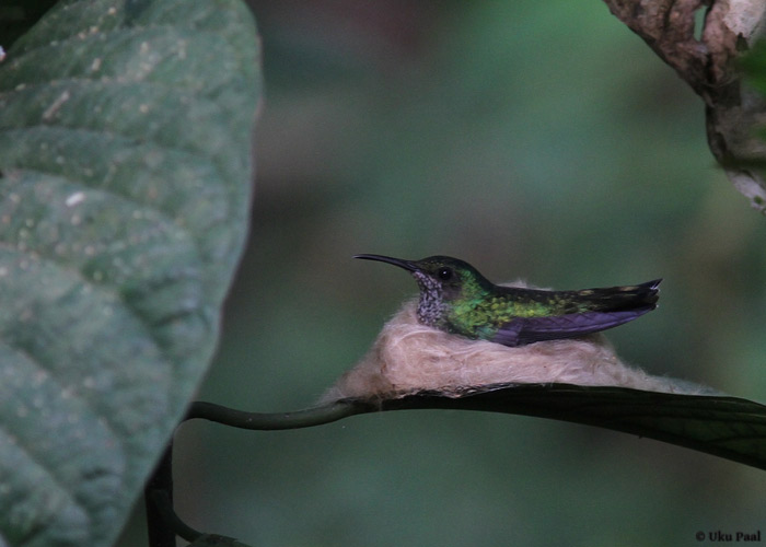 Florisuga mellivora
Panama, jaanuar 2014

UP
Keywords: white-necked jacobin